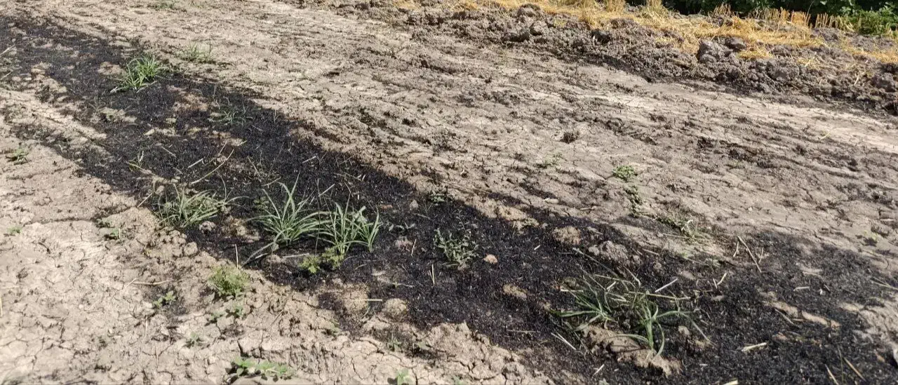 فروش ۱هکتار زمین آبی|فروش دفتر صنعتی، کشاورزی، تجاری|سرپل ذهاب, |دیوار