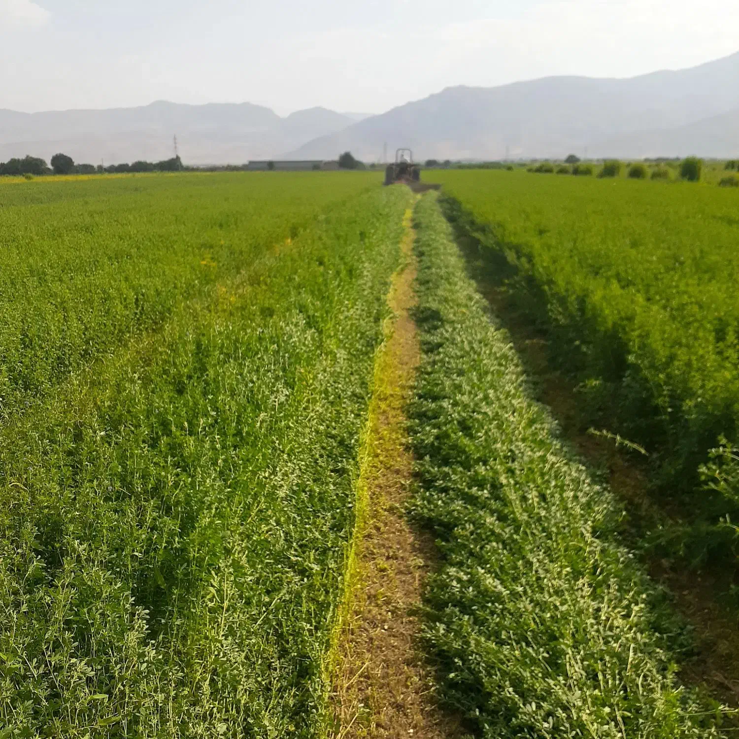 پرس یونجه چین ۴سنگین بدون علف با اب چاه .|حیوانات مزرعه|بروجرد, |دیوار