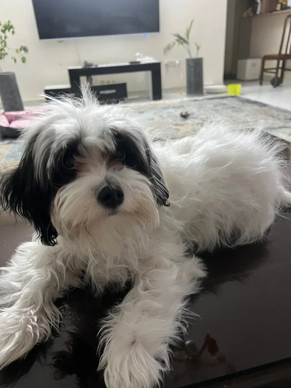 پودل کراس کوچولو|سگ|طرقبه, |دیوار