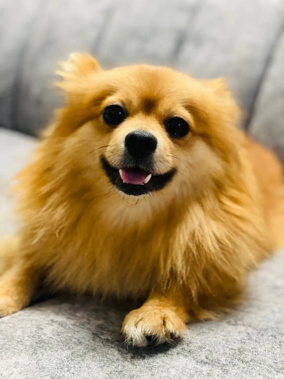 پامر روباهی|سگ|مشهد, پنجتن|دیوار