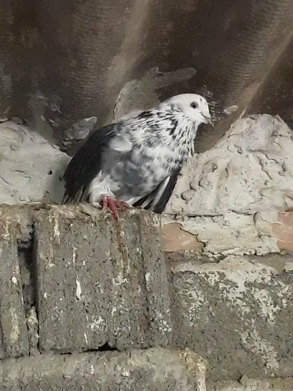 کبوتر پرشی|پرنده|بابل, |دیوار