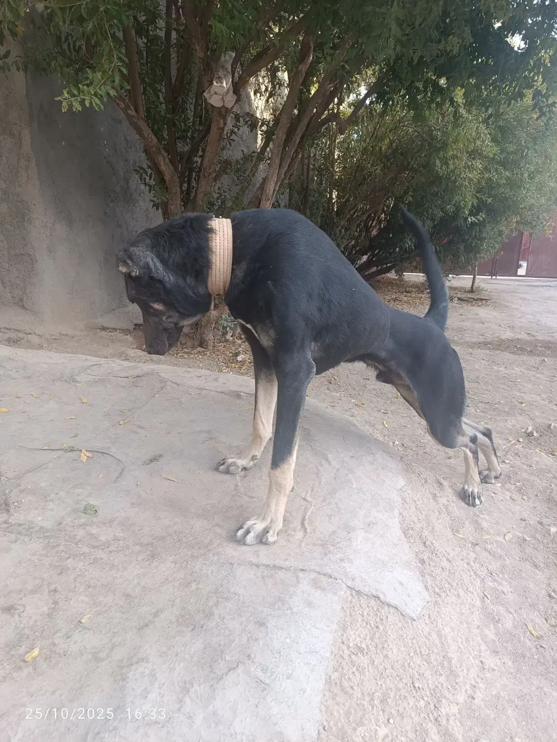 سگ دوبرمن|سگ|گیلان غرب, |دیوار