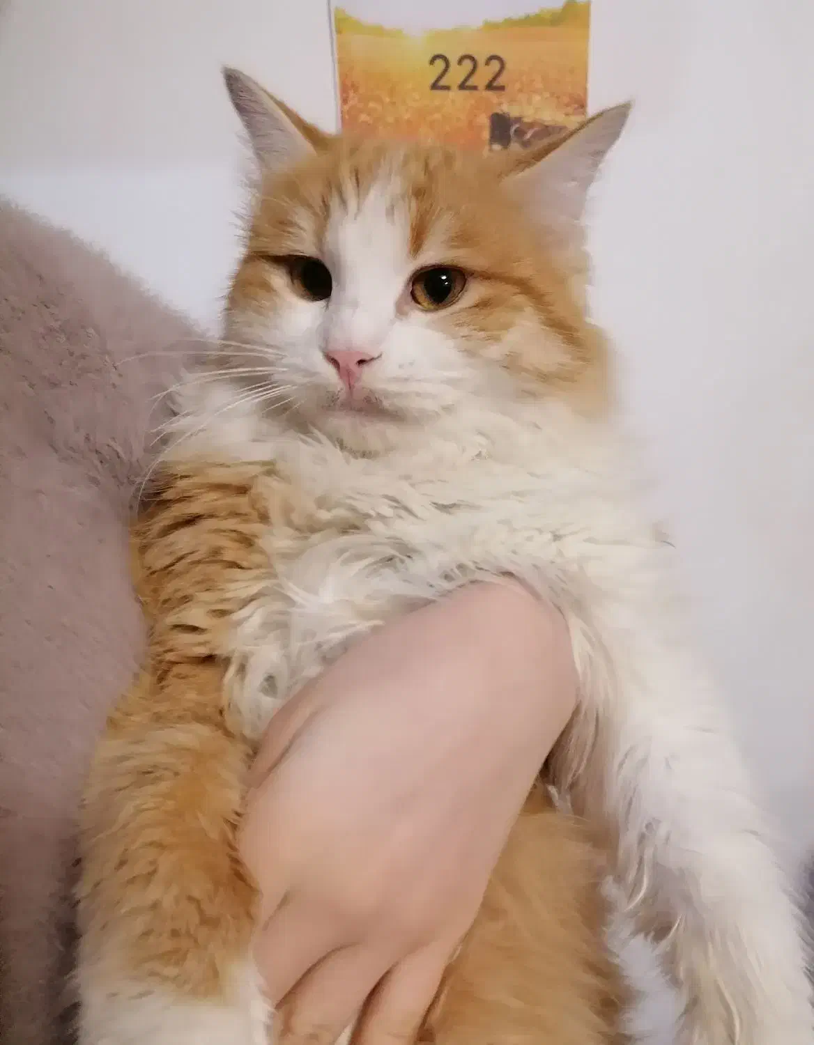 گربه پرشین میکس زیباودستی|گربه|گرگان, |دیوار