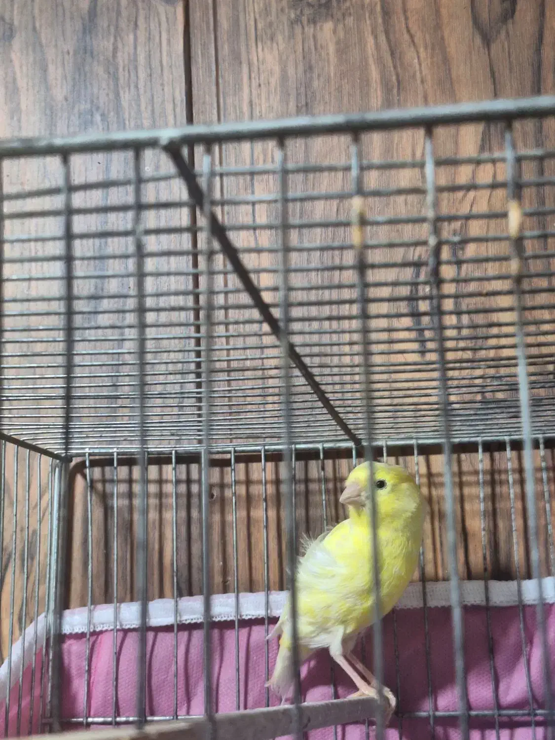 قناری ماده|پرنده|شیراز, ریاستی|دیوار