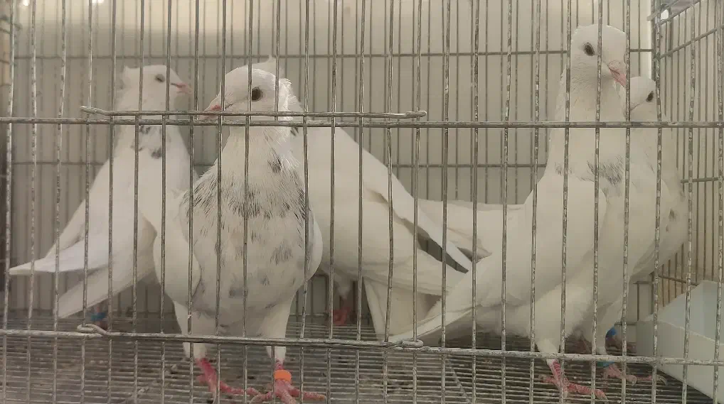 5  طوق طوقی الماسی هفترنگ  نر|پرنده|شاهین‌شهر, فیض|دیوار