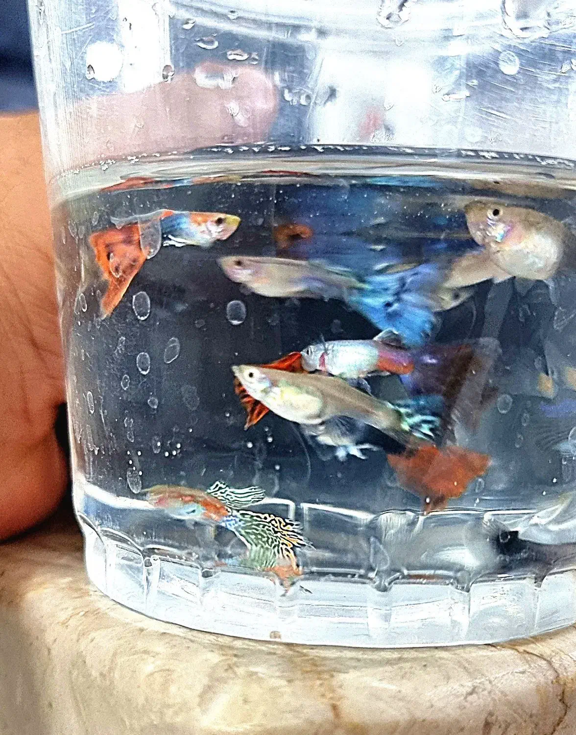 ماهی محبوب و زیبا آکواریوم|ماهی|گرگان, |دیوار