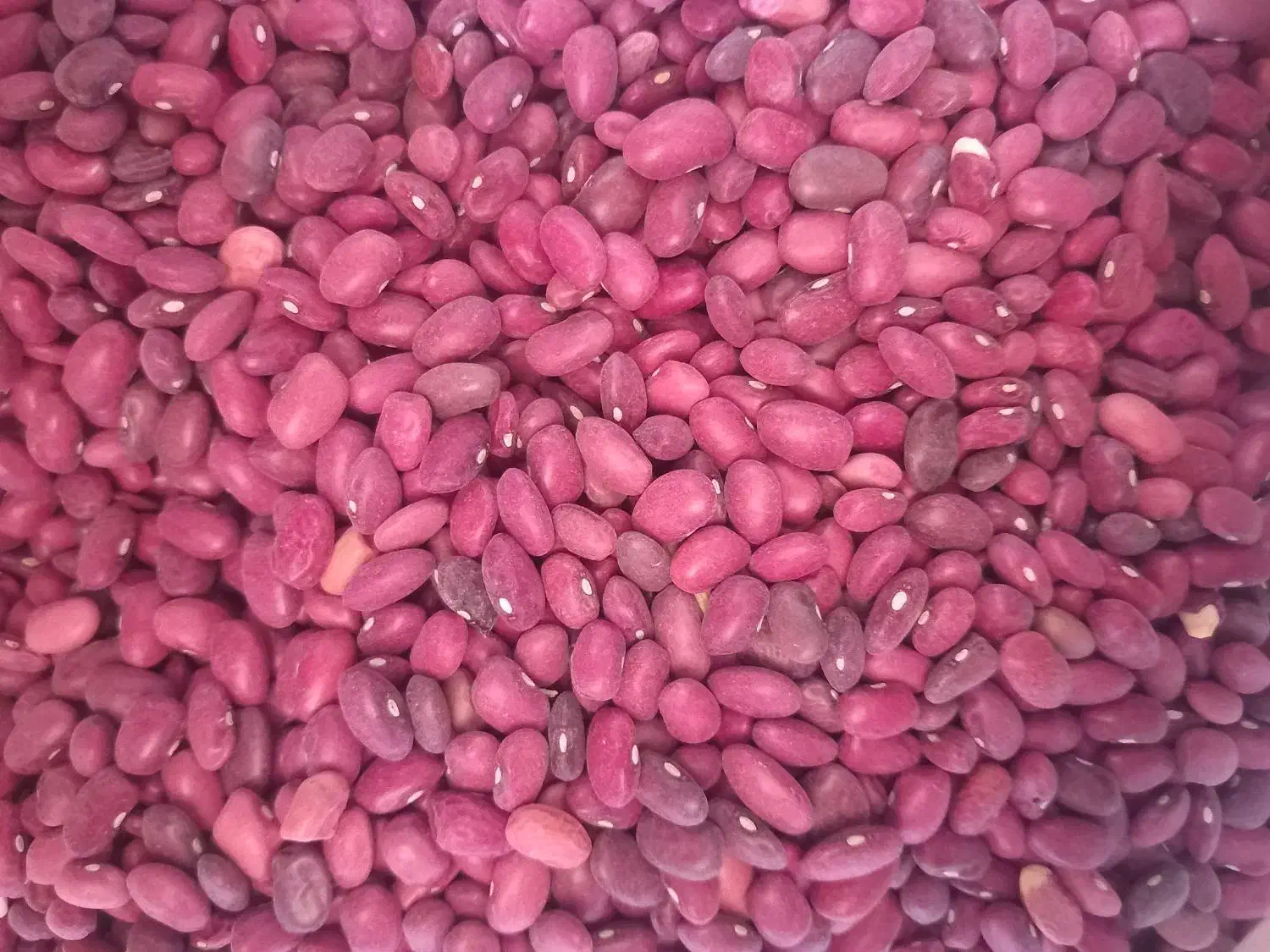 لوبیاعدس تخمه  کشمش بادوم زمینی|خوردنی و آشامیدنی|بروجرد, |دیوار