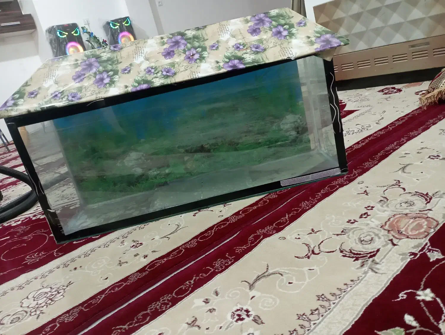 آکواریوم|ماهی|تربت جام, میان جام|دیوار