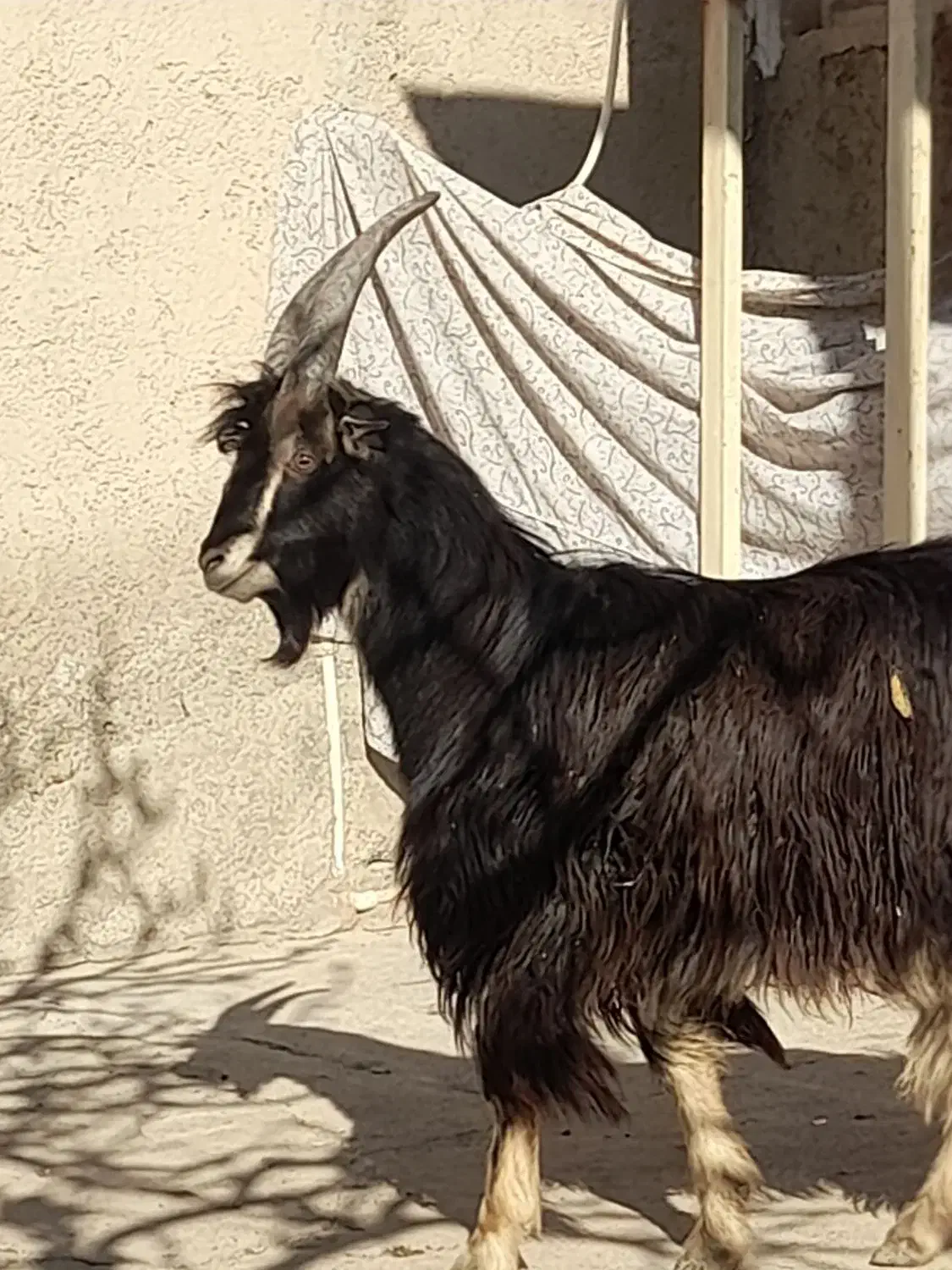 یک عدد بزغاله نر کیلو ۴۶۰|حیوانات مزرعه|جوادآباد, |دیوار