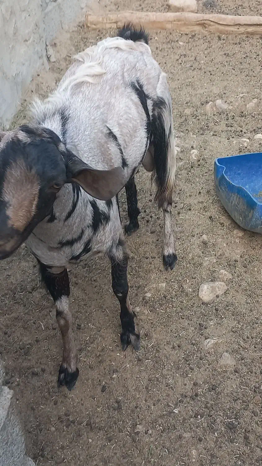 نری|حیوانات مزرعه|خمیر, |دیوار