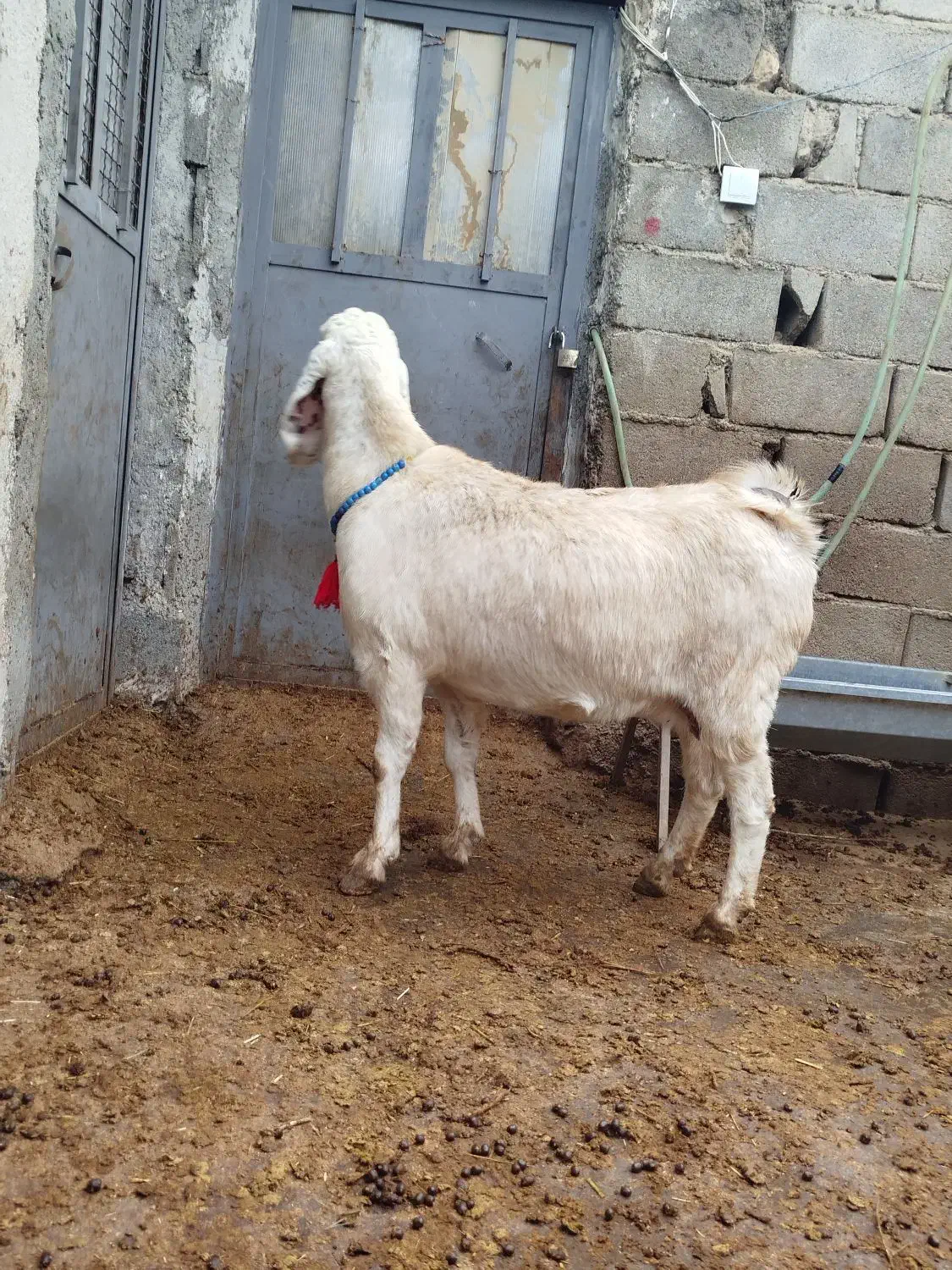 بز شیری گوش دراز و میش ابستن|حیوانات مزرعه|ایجرود, |دیوار