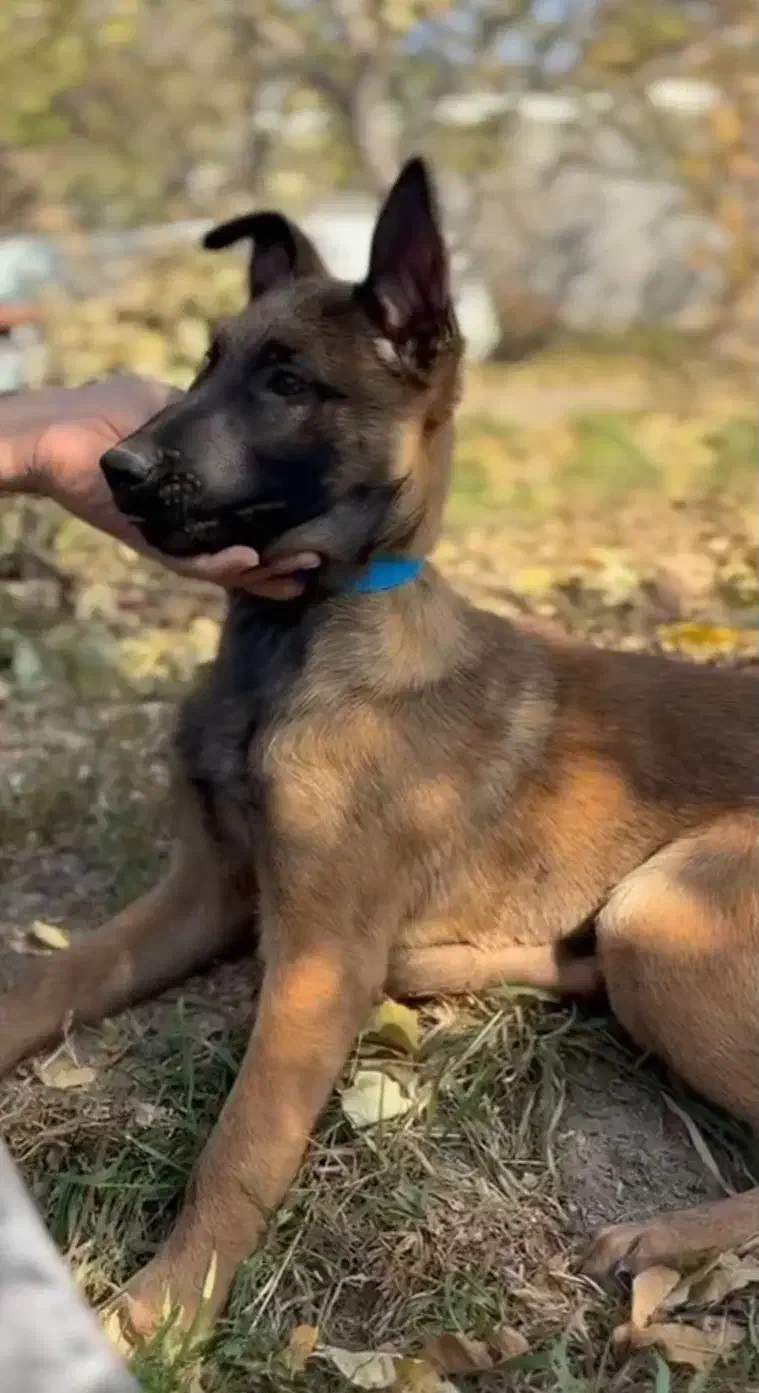 توله نر سه ماه بلژین مالینویز|سگ|قدس, شهر‌قدس|دیوار