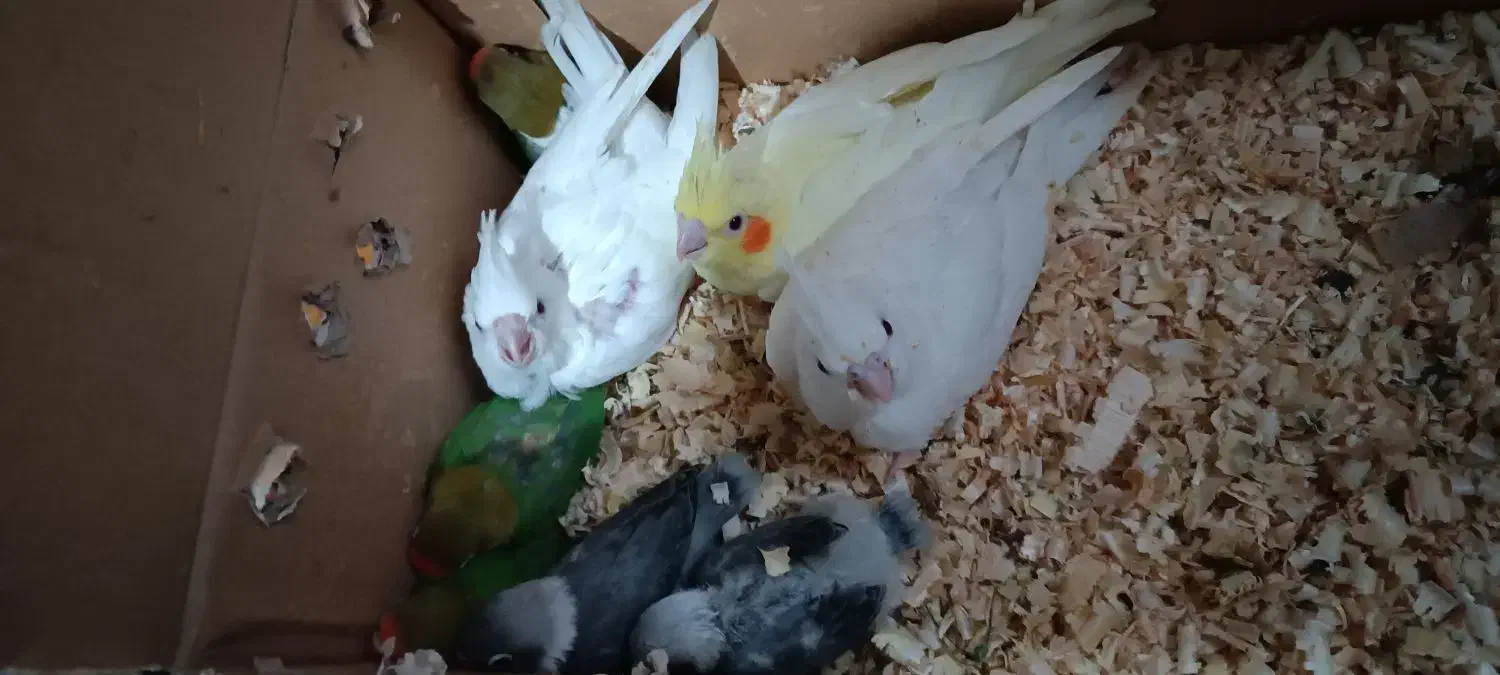 جوجه عروس هلندی و کوتوله سرلاکی|پرنده|بم, |دیوار