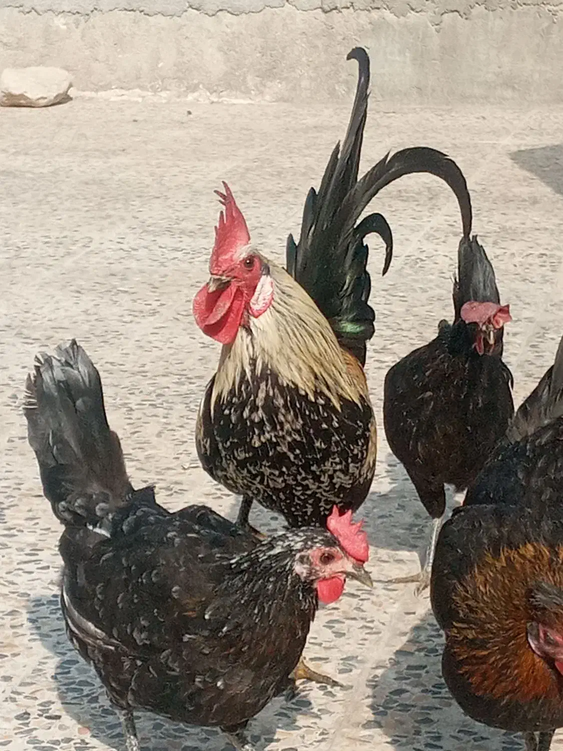 مرغ وخروس محلی کاکی|حیوانات مزرعه|خورموج, |دیوار