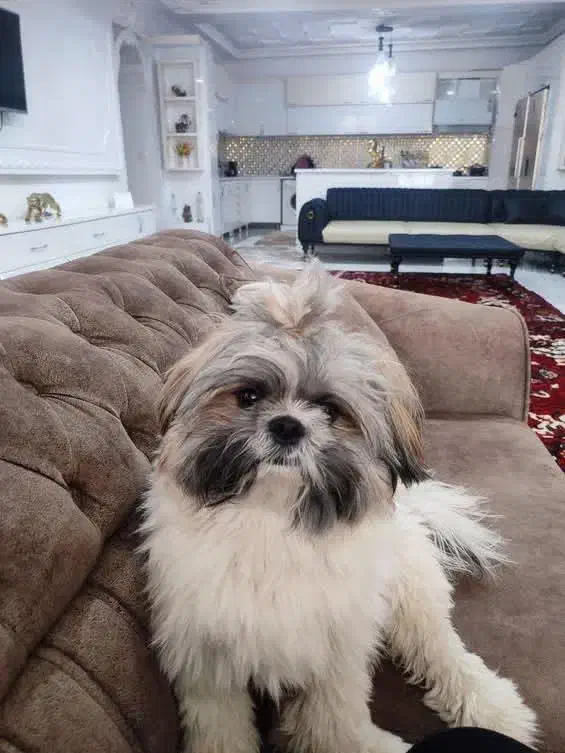 سگ شیتزو|سگ|بکتاش, |دیوار