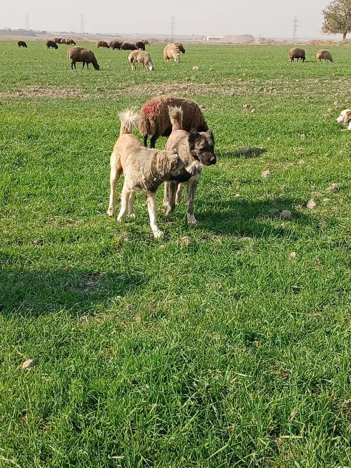 سگ گله|سگ|مشهد, تبادکان|دیوار