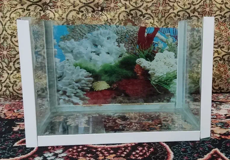 ماهی|ماهی|سنندج, |دیوار