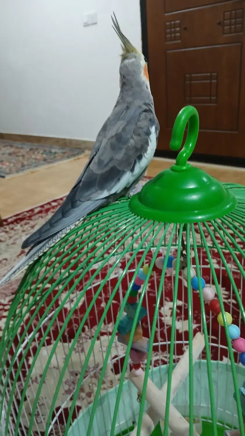 فروش یک عدد عروس هلندی|پرنده|املش, |دیوار