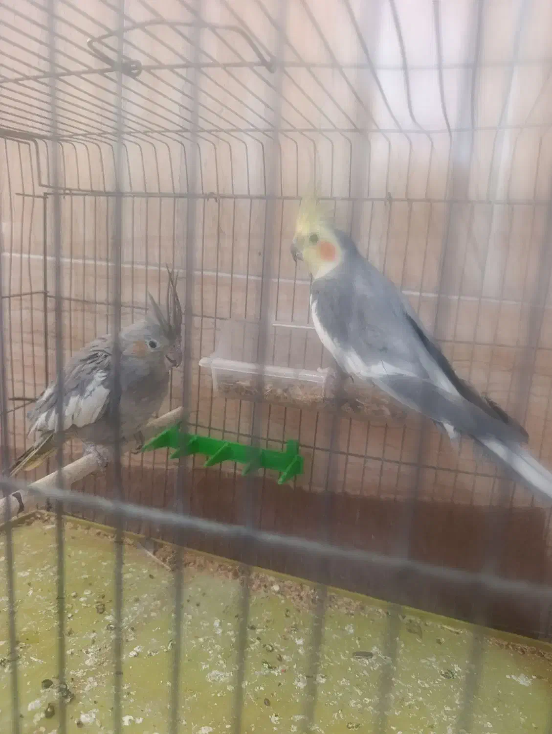 عروس هلندی جفت|پرنده|سیرجان, |دیوار