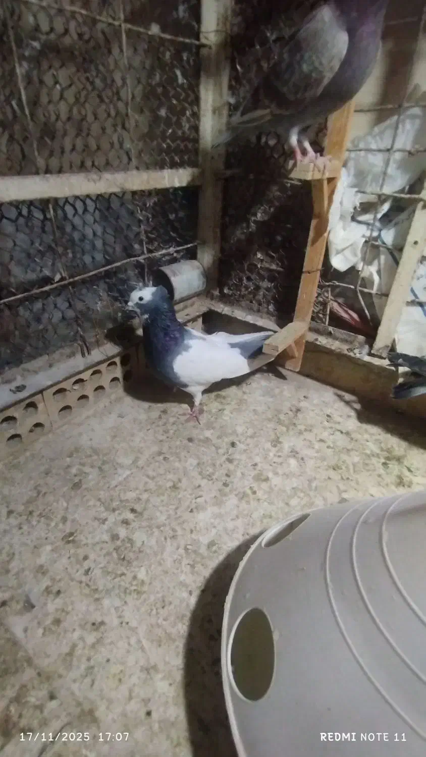 طوقی|پرنده|مشهد, عیدگاه|دیوار