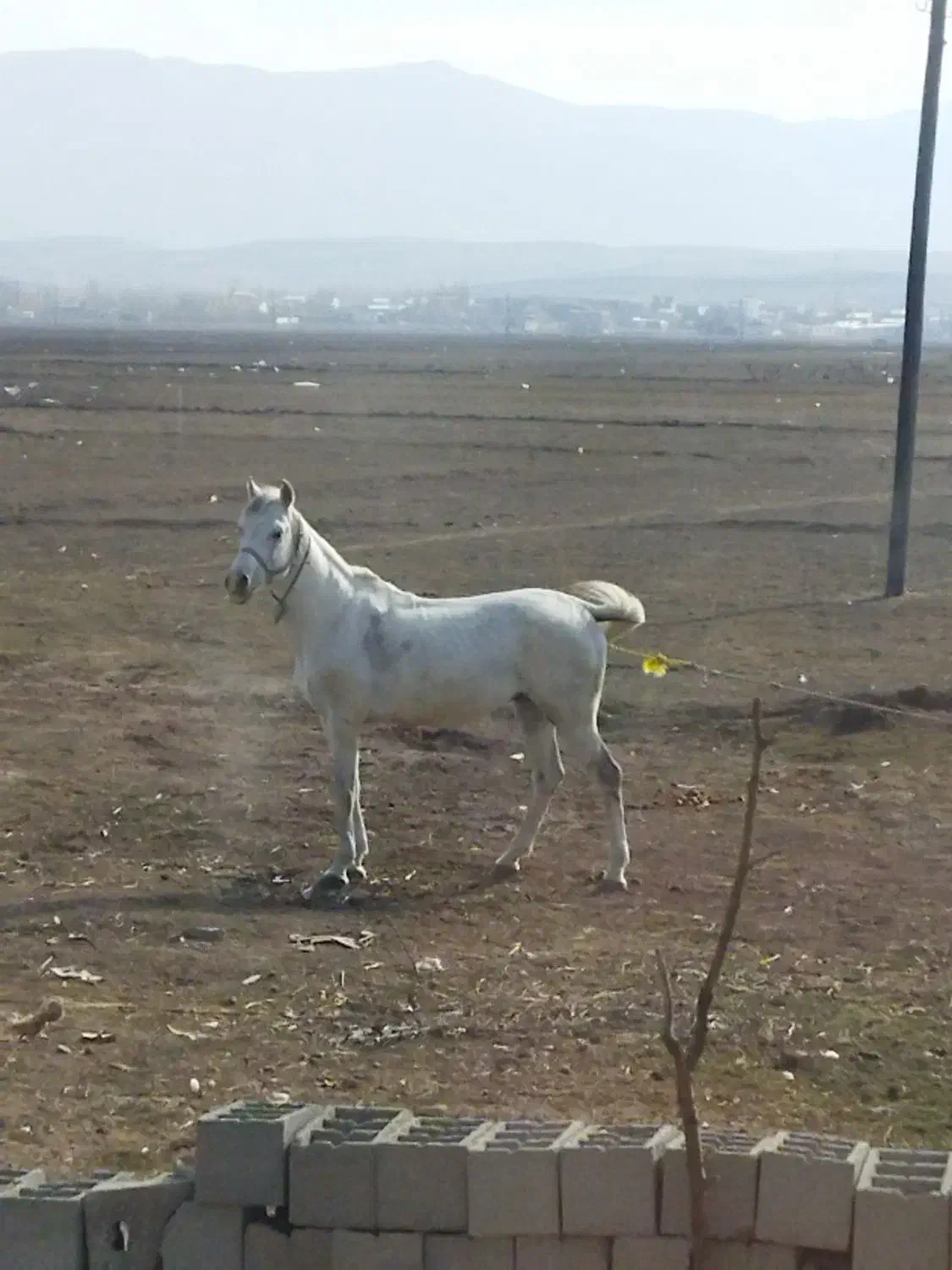 اسب کرد|اسب و تجهیزات اسب‌سواری|اردبیل, |دیوار