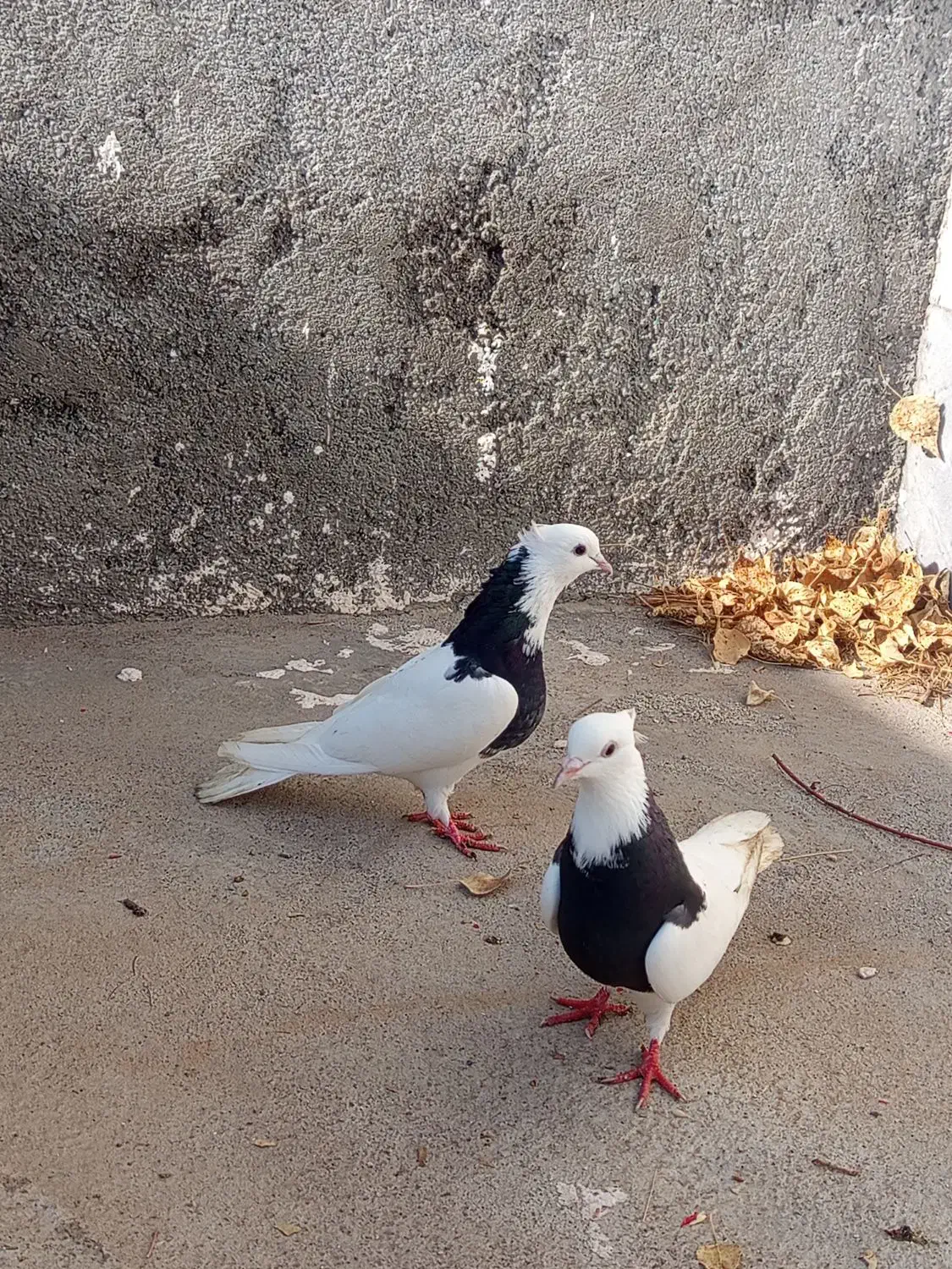 کلفه|پرنده|ویلکیج, |دیوار