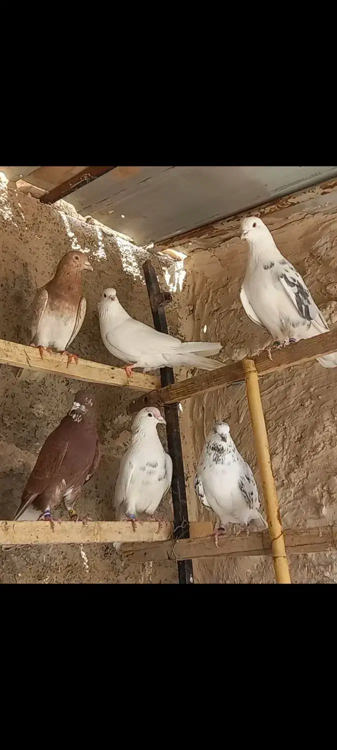 کفتر پرشی|پرنده|قرچک, محمد آباد|دیوار