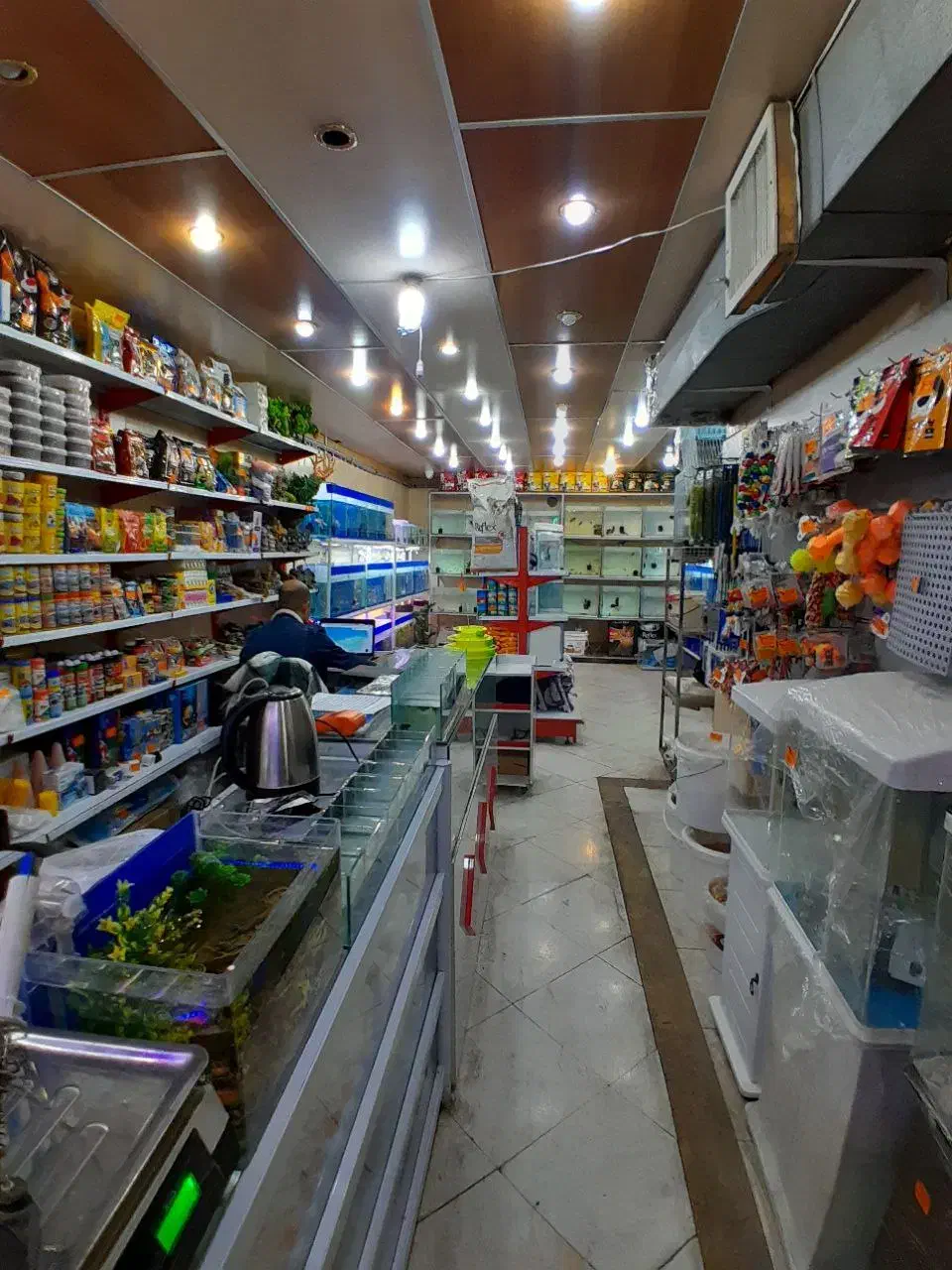 آکواریم ماهی  گوپی اسکار سیچلاید  آروانا مولی|ماهی|ری, فیروزآبادی|دیوار