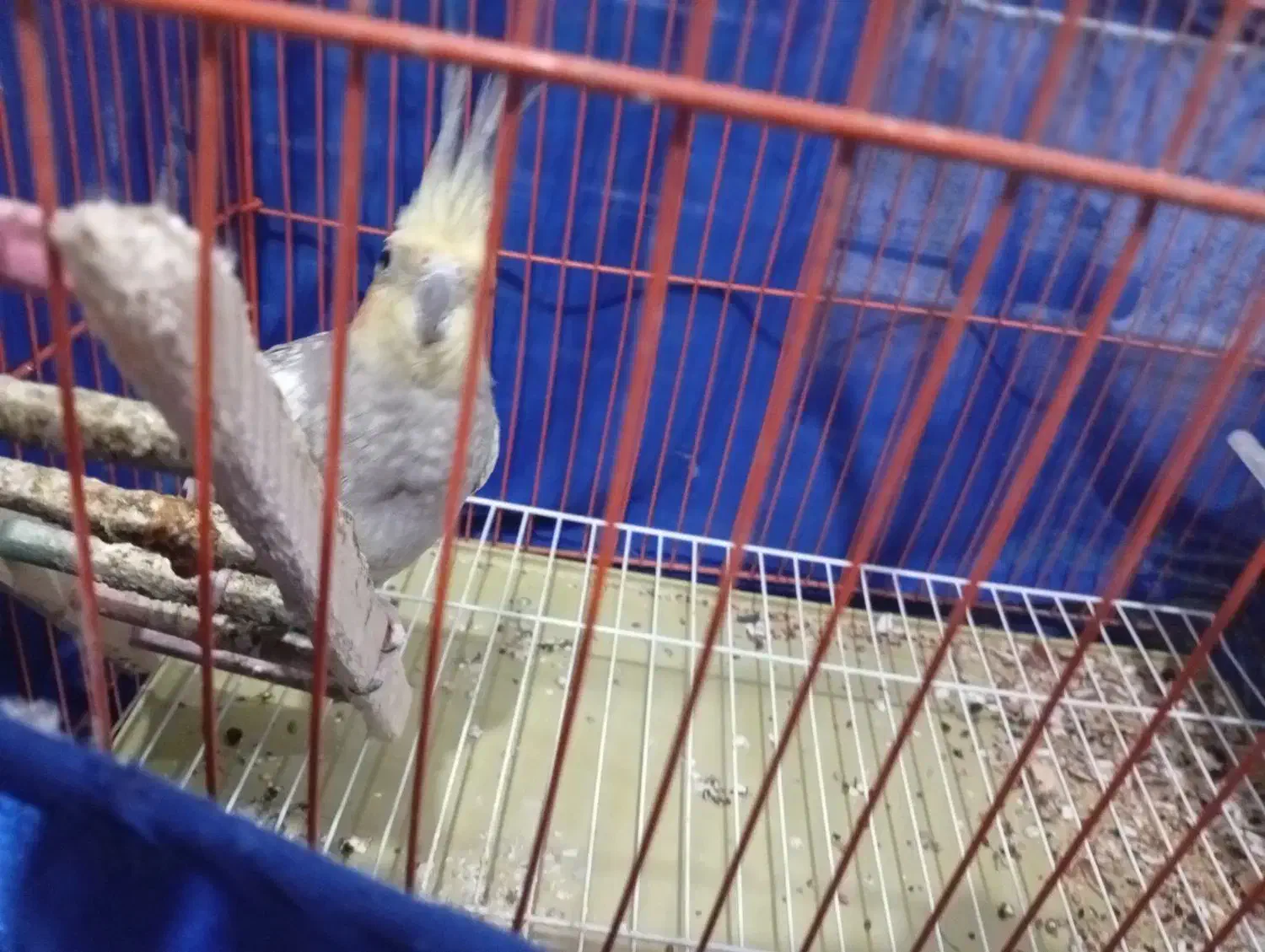 عروس هلندی نر|پرنده|کنگاور, |دیوار