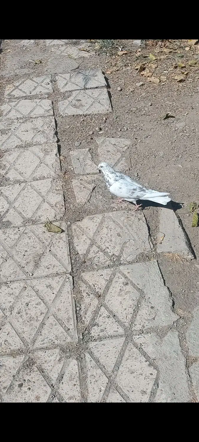 فروش کبوتر|پرنده|گلپایگان, |دیوار