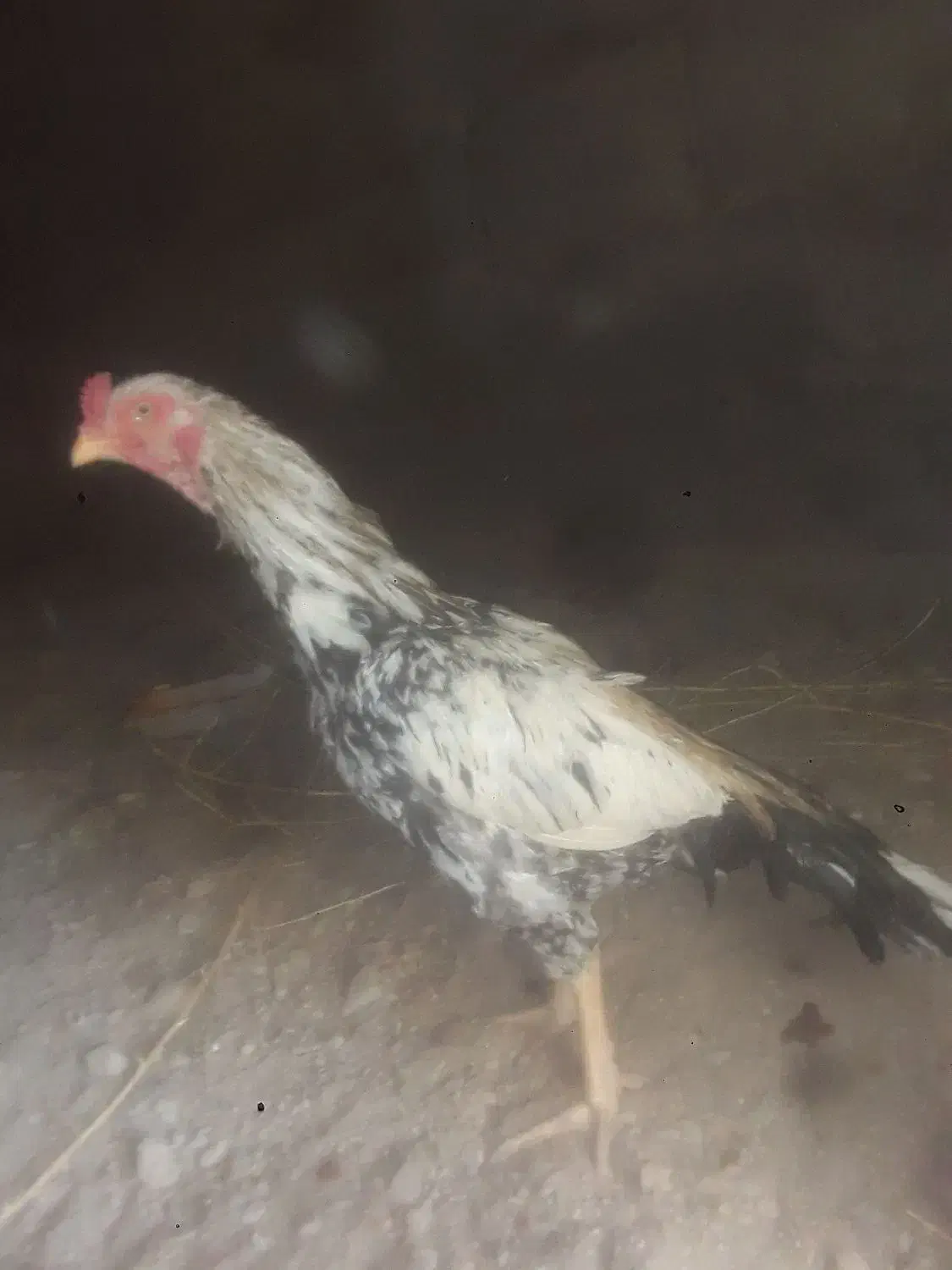 خروس فروشی میانوالی|حیوانات مزرعه|سراوان, |دیوار