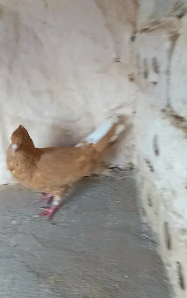 دم سفید|پرنده|مشهد, توس (بلوار توس)|دیوار