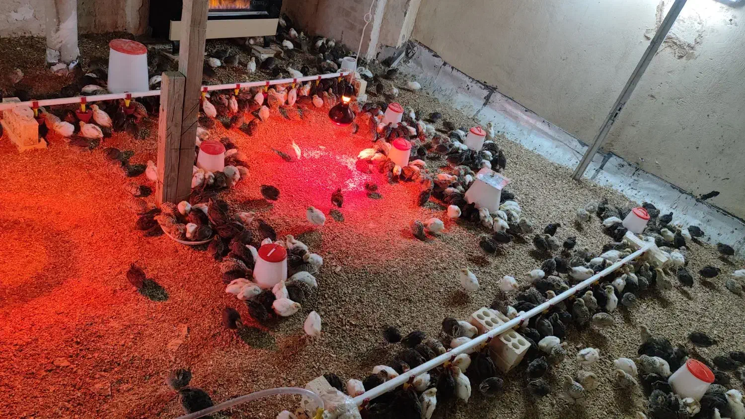 جوجه بلدرچین 17روزه|حیوانات مزرعه|برخوار, |دیوار