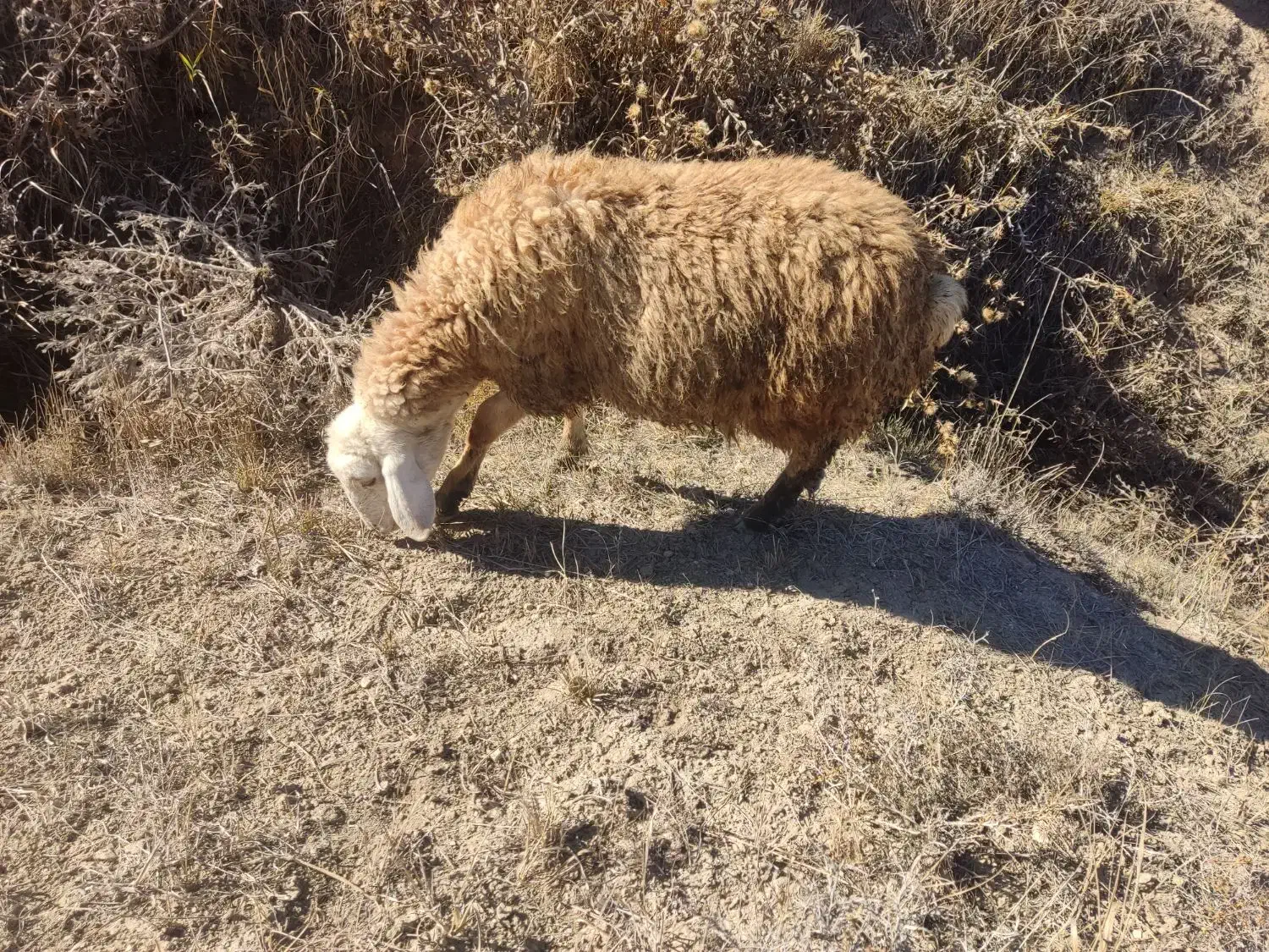 بره نر و ماده|حیوانات مزرعه|اردبیل, |دیوار