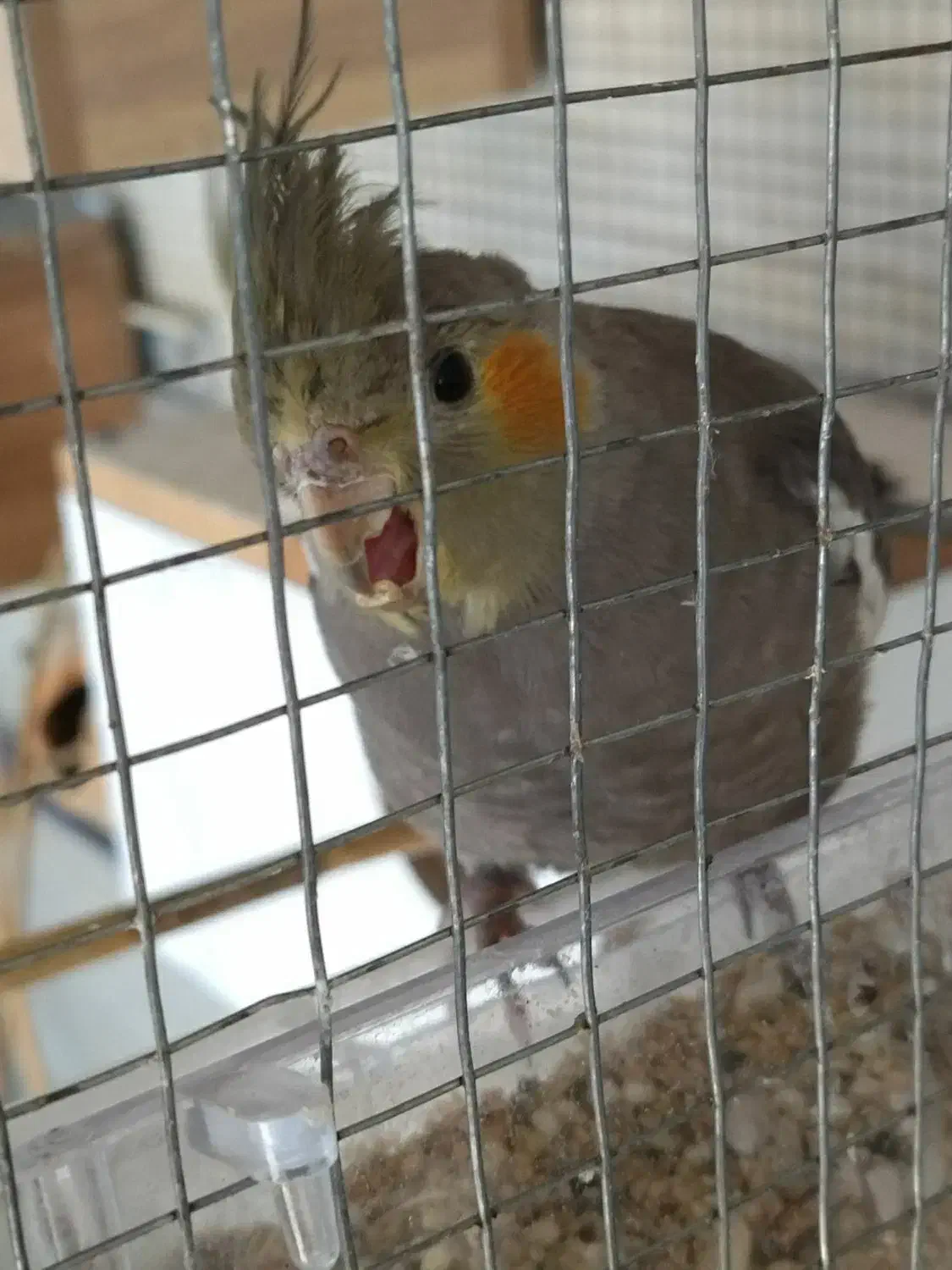 عروس هلندی|پرنده|جم, |دیوار