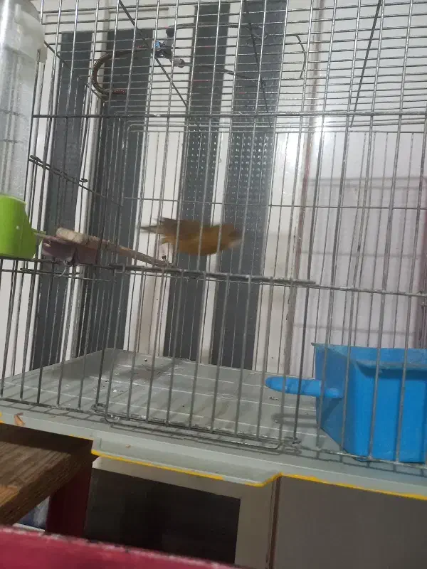 نر سرخ سوخته مست ماده گیرنر۱۲۰۰ماده ۱تومن|پرنده|اندیمشک, |دیوار