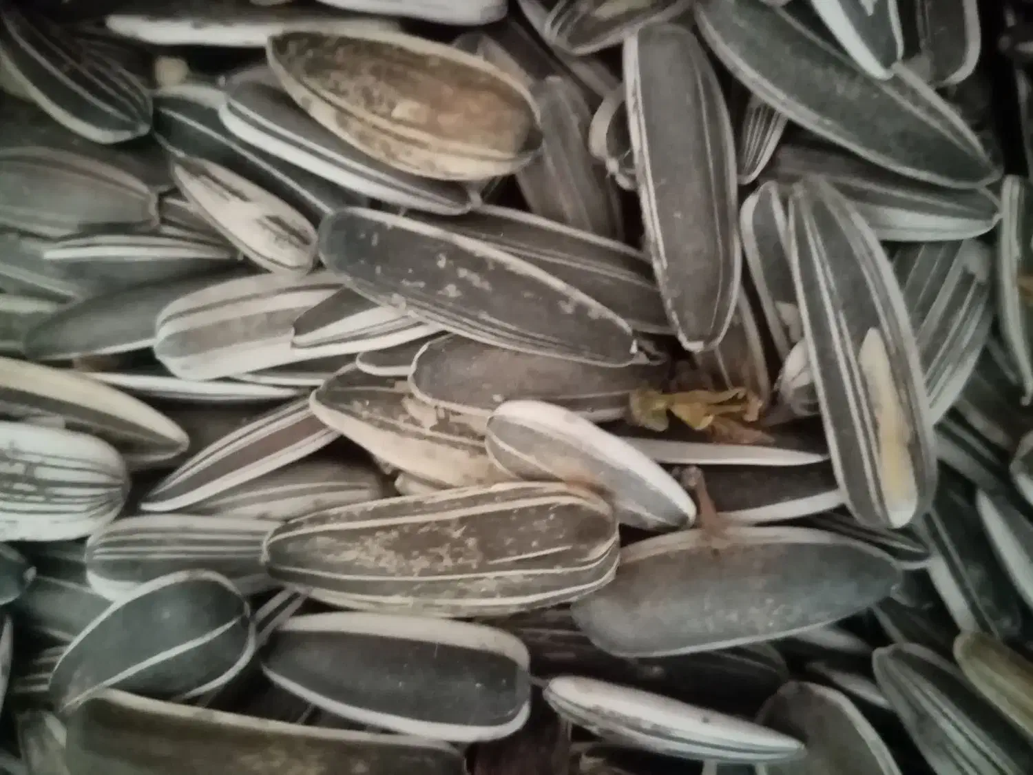 تخمه فندقی 80کیلو است وتخمه دانه بلند ژاپنی|خوردنی و آشامیدنی|تربت جام, شهید مدرس|دیوار