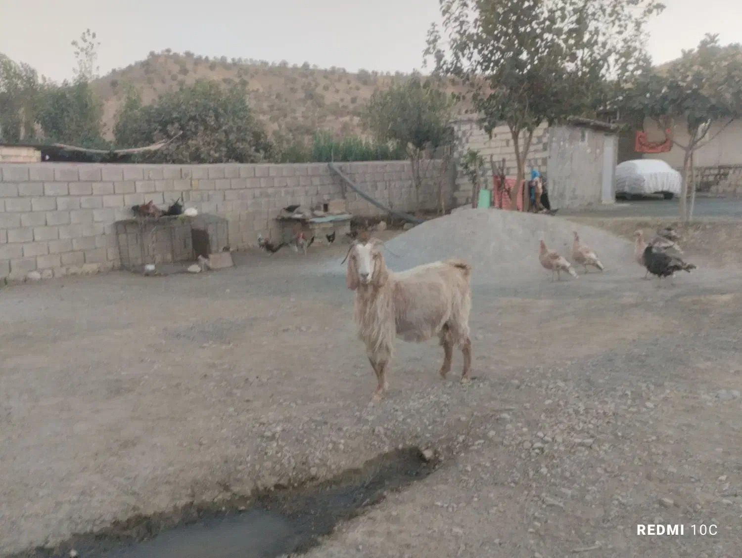 این دو عدد هم چاق هستند قیمت هیچده میلیون تمام|حیوانات مزرعه|طرهان, |دیوار