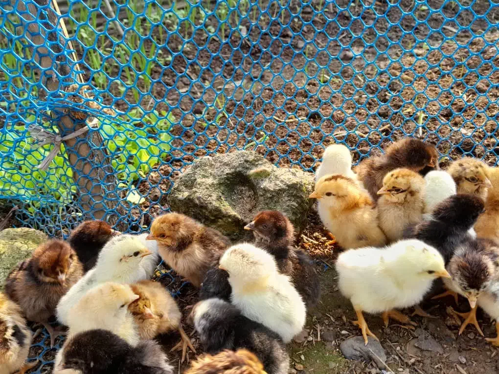 جوجه محلی|حیوانات مزرعه|فومن, |دیوار