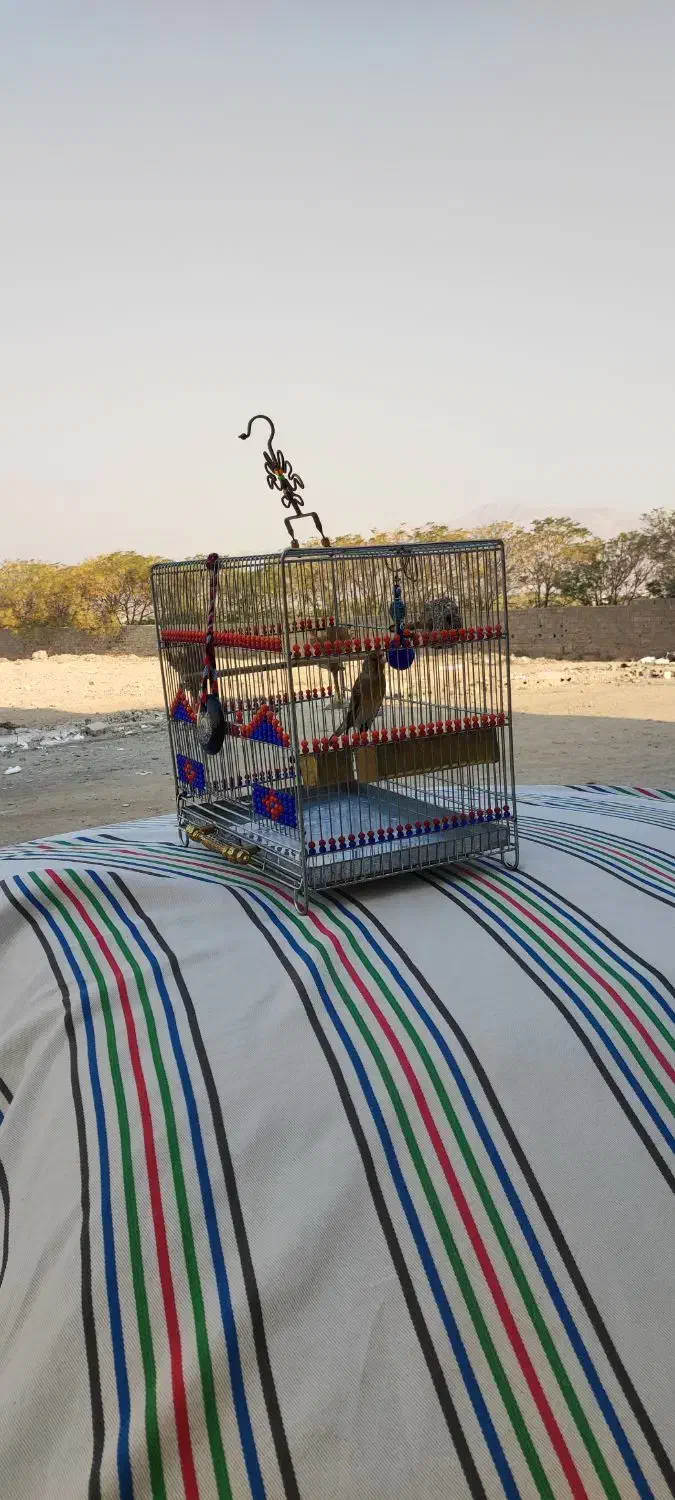 سره قناری دهن خرم آباد ردی|پرنده|پاکدشت, پاکدشت (مامازند)|دیوار