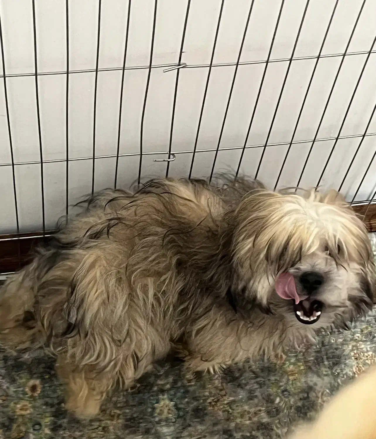 واگذاری|سگ|پاکدشت, پاکدشت (مامازند)|دیوار