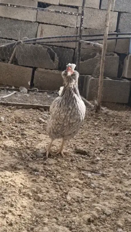 تخم مرغ نطفه دار گلین طوسی|حیوانات مزرعه|فلاورجان, |دیوار