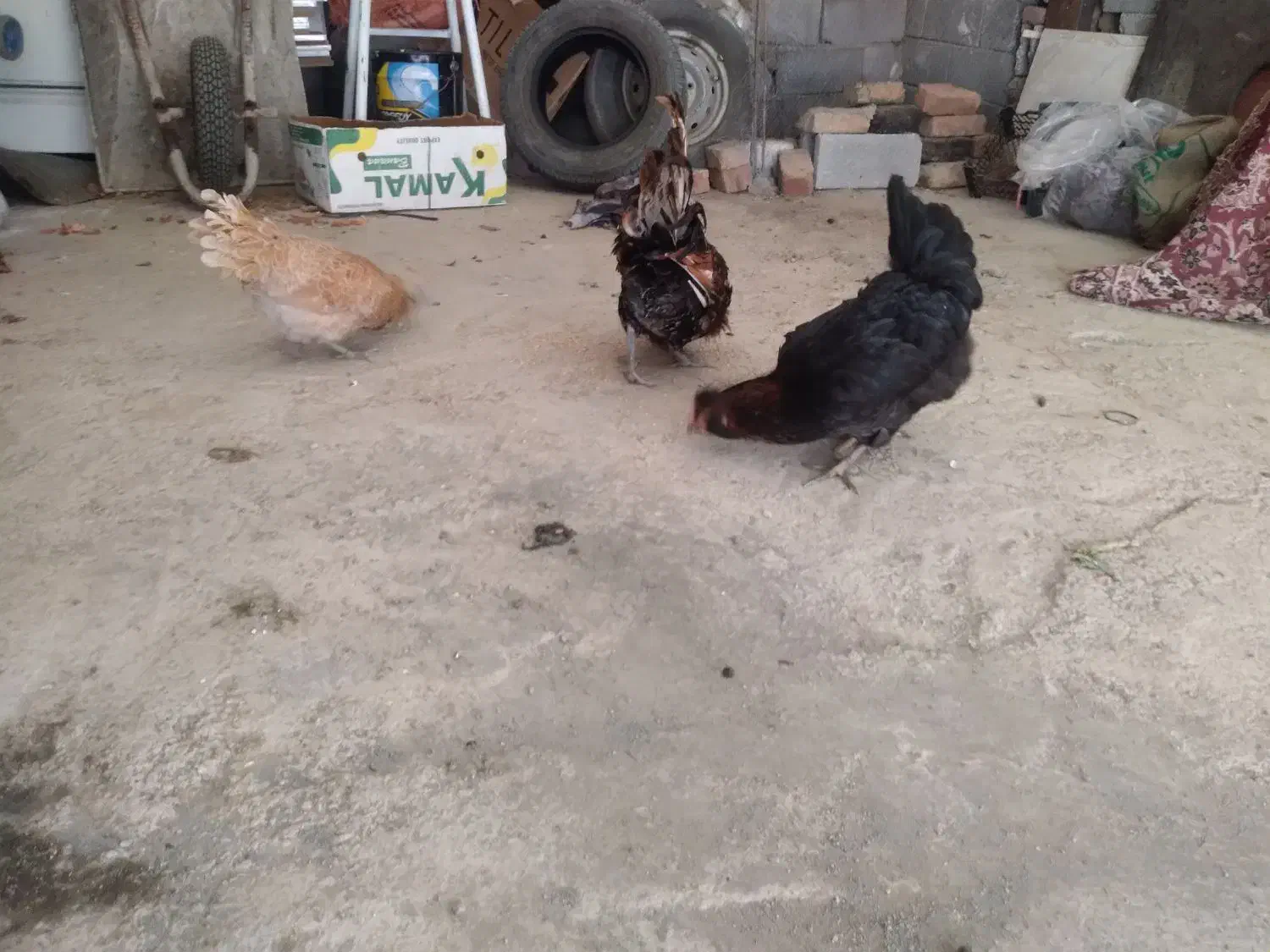 مرغ وخروس لهستانی|حیوانات مزرعه|سنندج, |دیوار