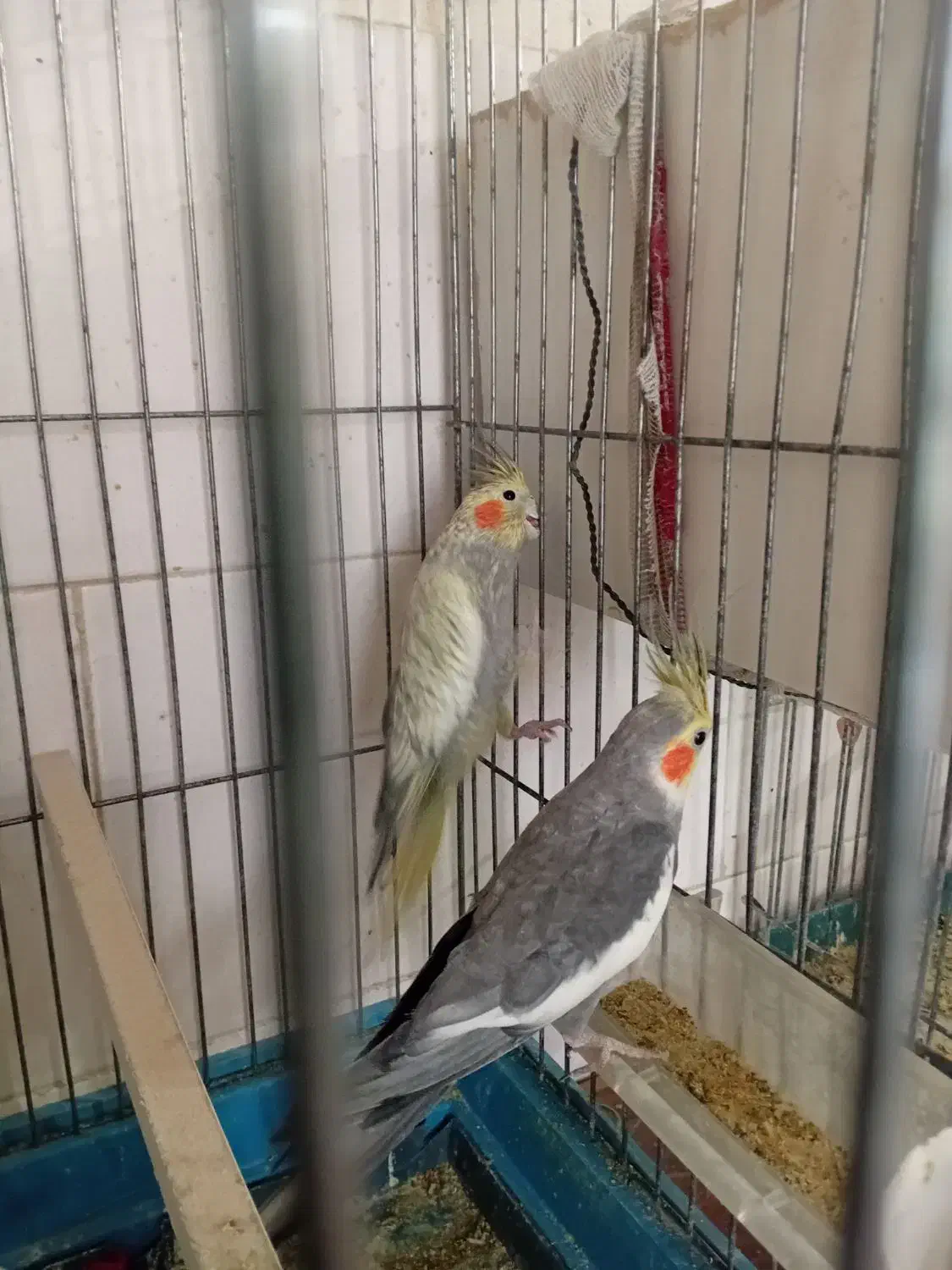 عروس هلندی مولد|پرنده|دهلران, |دیوار