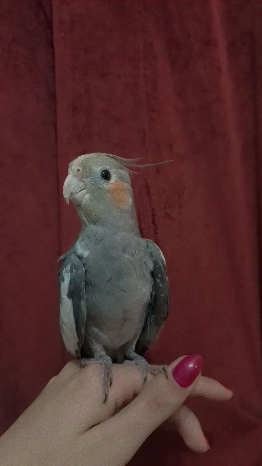 طوطی نر|پرنده|رشت, جانبازان|دیوار