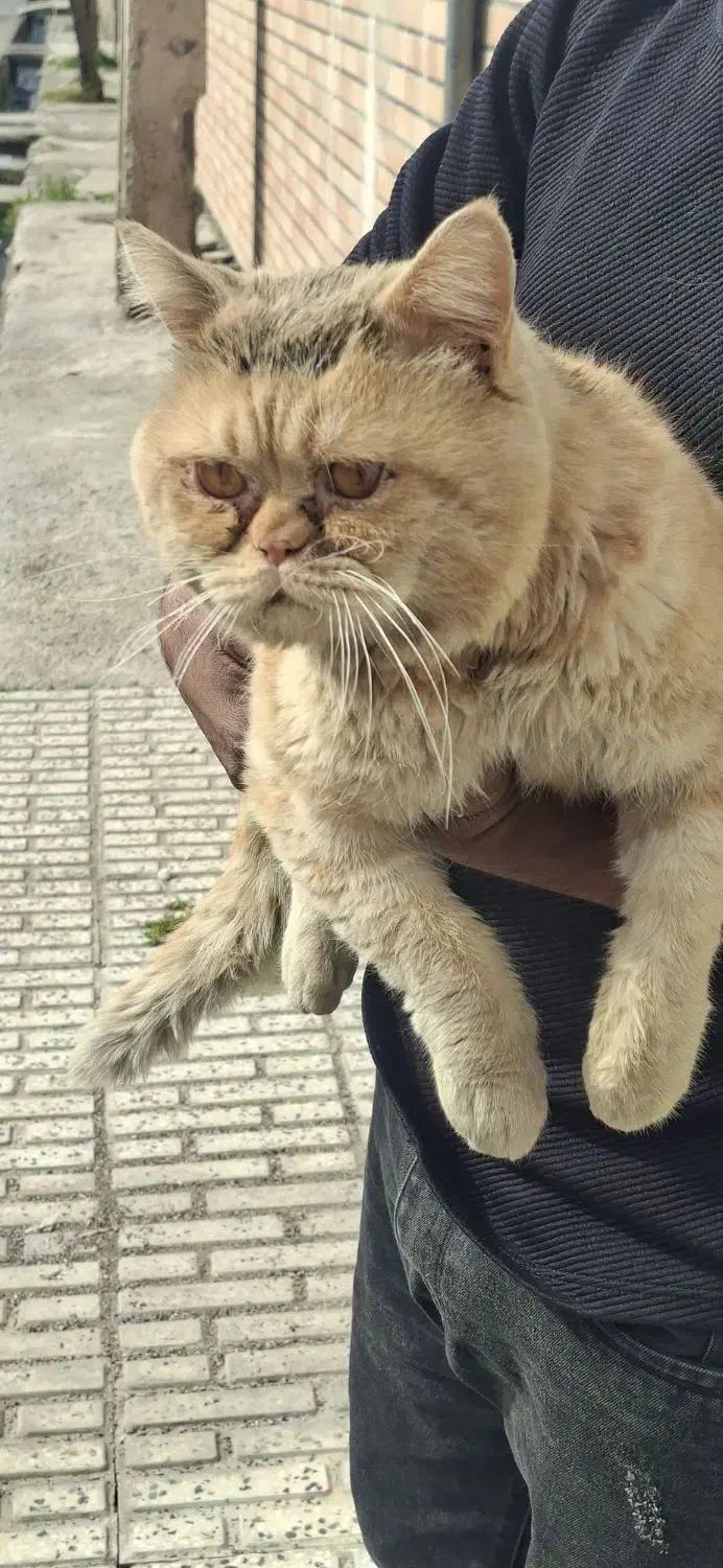 گربه اسکاتیش نر.|گربه|علی‌آباد کتول, |دیوار