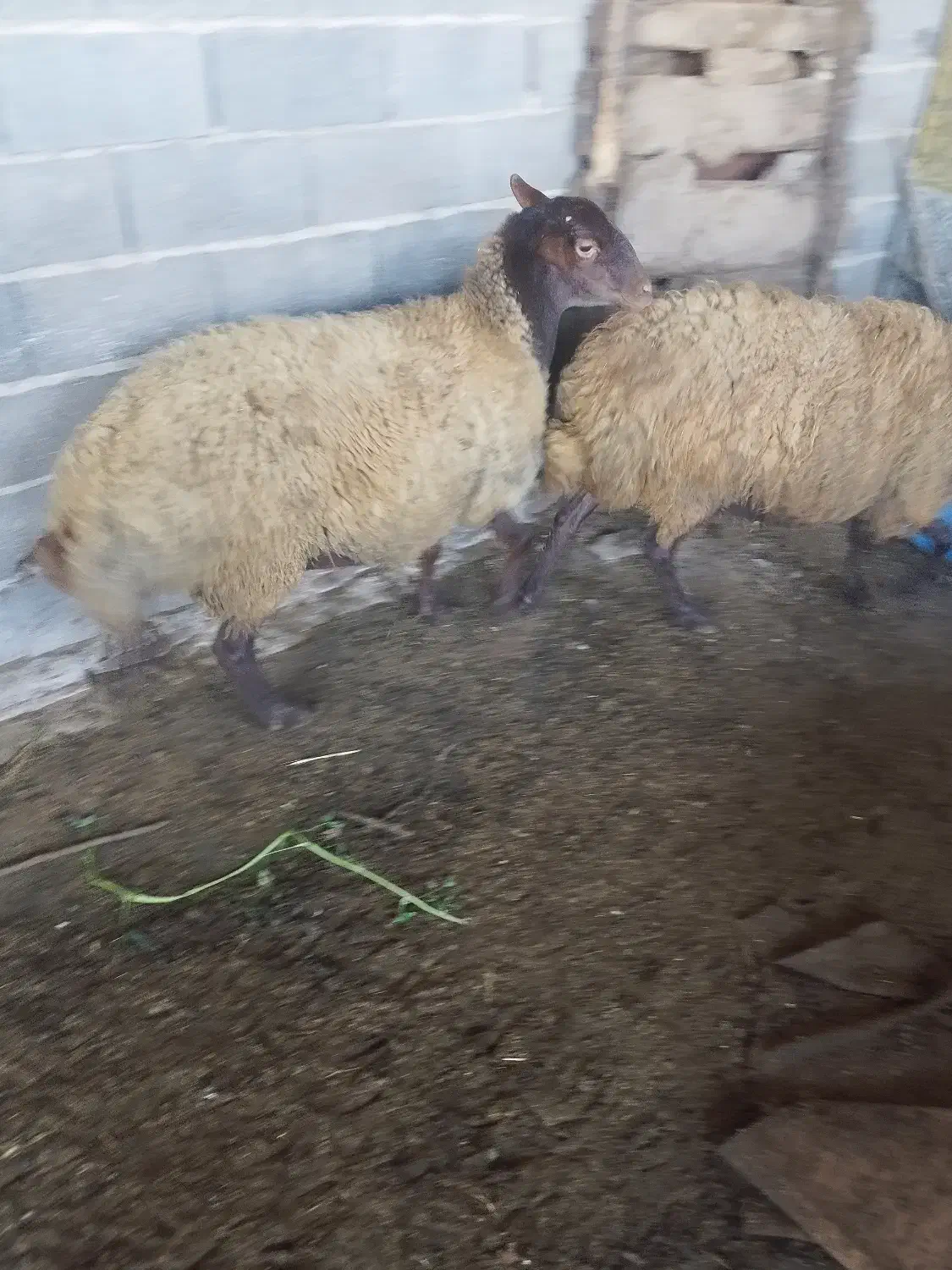 فروش گوسفند|حیوانات مزرعه|قائمشهر, |دیوار