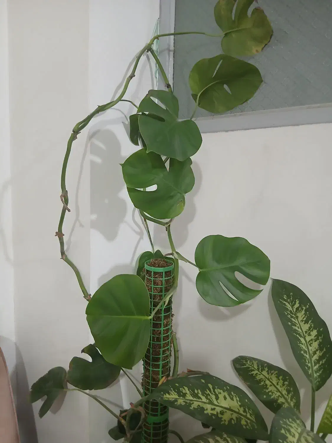 ۶ تا گل و گلدان همه با هم ۸۵۰ تومن|گل و گیاه طبیعی|یزد, |دیوار