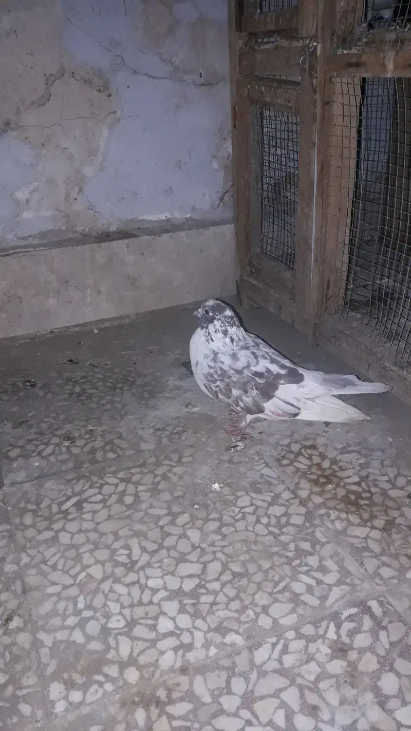 کفتر|پرنده|قم, صدوق|دیوار