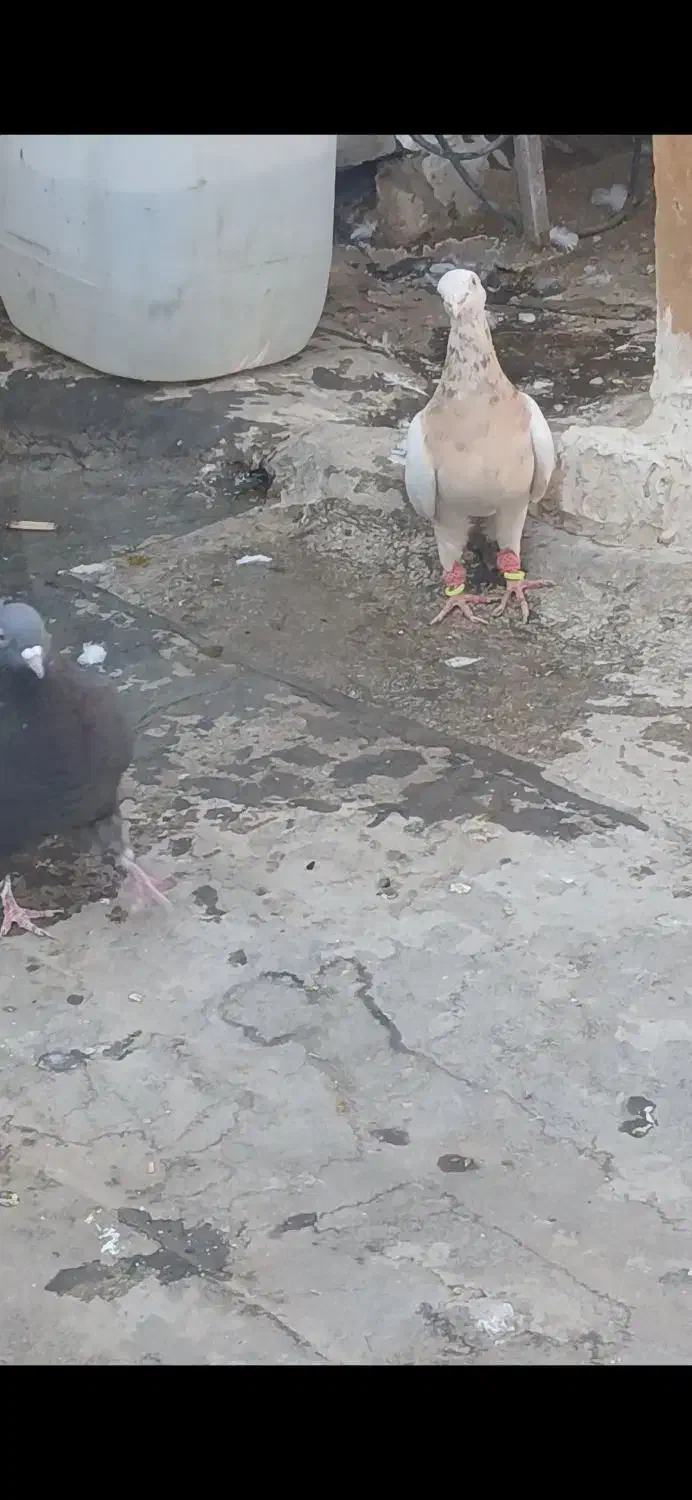 زرد هفرنگ ماده|پرنده|تاکستان, |دیوار